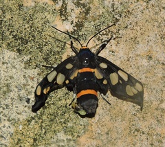 Amata cyssea