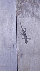 Gekko japonicus