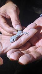 Gekko japonicus