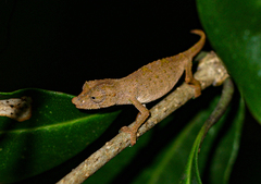 Rhampholeon gorongosae