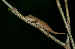 Rhampholeon gorongosae