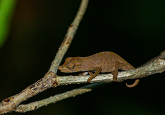 Rhampholeon gorongosae