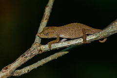 Rhampholeon gorongosae