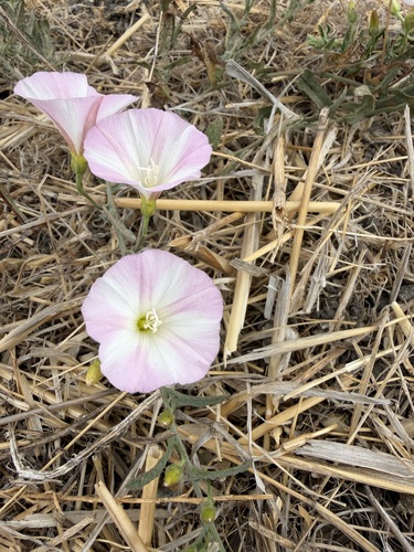 iNaturalist observation photo of Bindweed Tribe