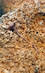 Baseodiscus delineatus
