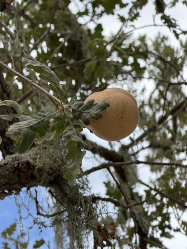 iNaturalist observation photo of California Gall Wasp