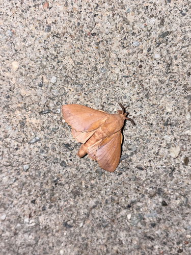 The Lappet
