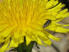 Acmaeodera tubulus