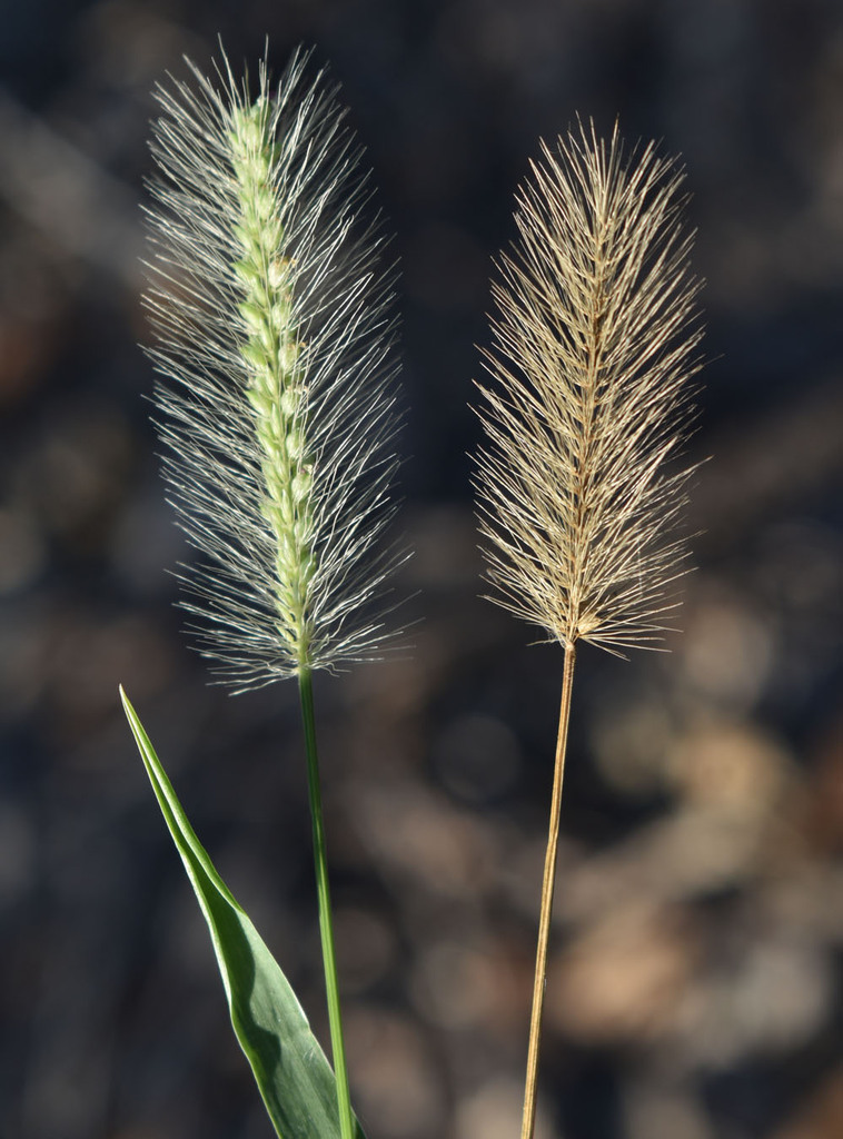 Setaria surgens