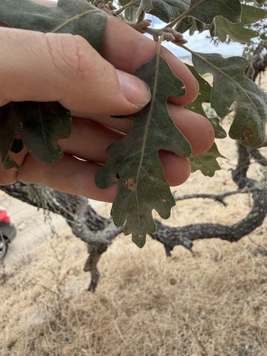 iNaturalist observation photo of valley oak