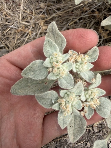 iNaturalist observation photo of turkey mullein