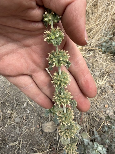 iNaturalist observation photo of White Horehound