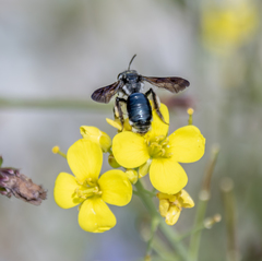 Andrena agilissima