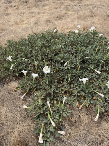 iNaturalist observation photo of Sacred Datura