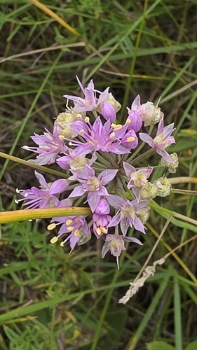 Prairie Onion