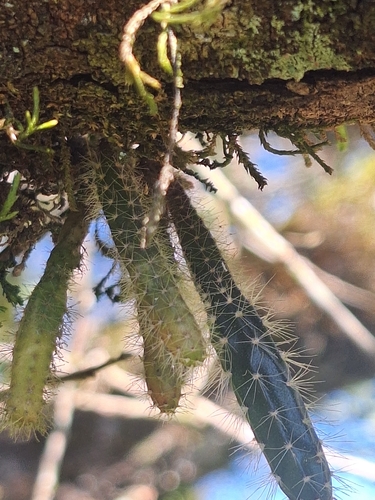 Pfeiffera ianthothele, photograph 2
