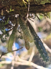 Pfeiffera ianthothele, photograph (c) Rocío Esmeralda Pose, some rights reserved (CC BY)