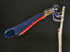 Rhinocypha pagenstecheri timorana