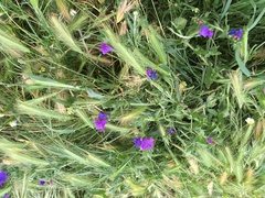 Echium plantagineum