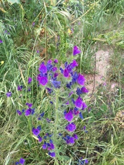 Echium plantagineum