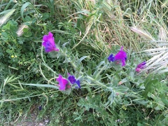 Echium plantagineum