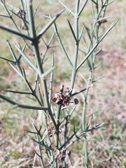 Discaria pubescens