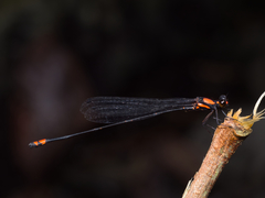 Nososticta impercepta