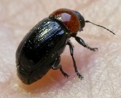 Cryptocephalus sanguinicollis