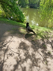Corvus cornix