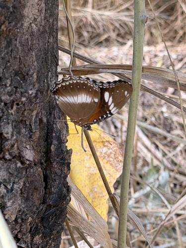 Great Eggfly