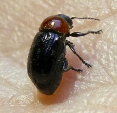 Cryptocephalus sanguinicollis