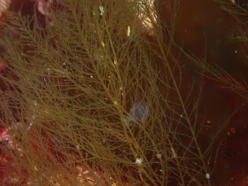 Desmarestia viridis observed 2026-08-12