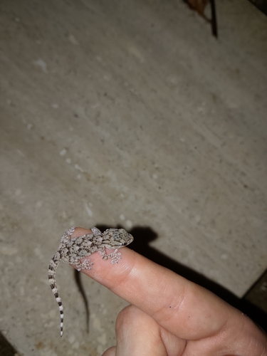 Moorish Gecko