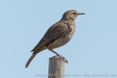 Certhilauda curvirostris brevirostris