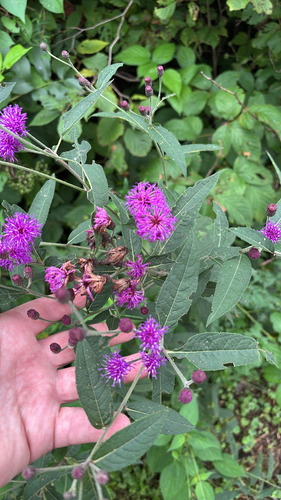 iNaturalist observation photo of Missouri Ironweed