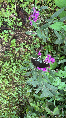 iNaturalist observation photo of Spicebush Swallowtail