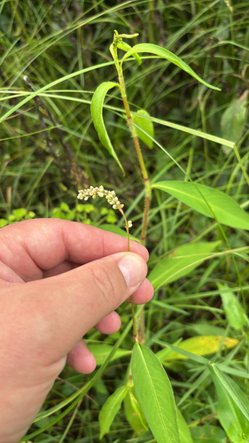 iNaturalist observation photo of Carey's Smartweed
