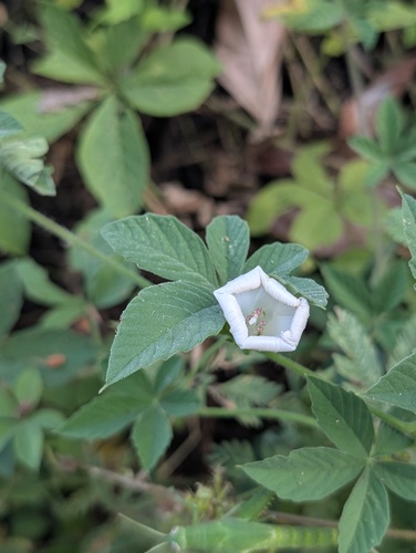 Distimake cissoides observed 2026-08-15