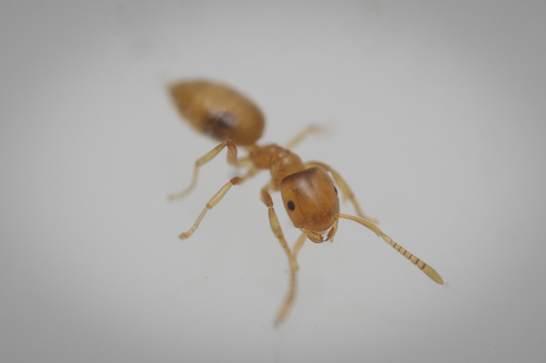 Hairless Rover Ant