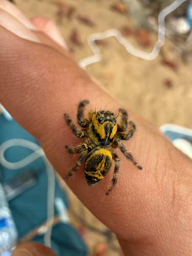 Hyllus leucomelas