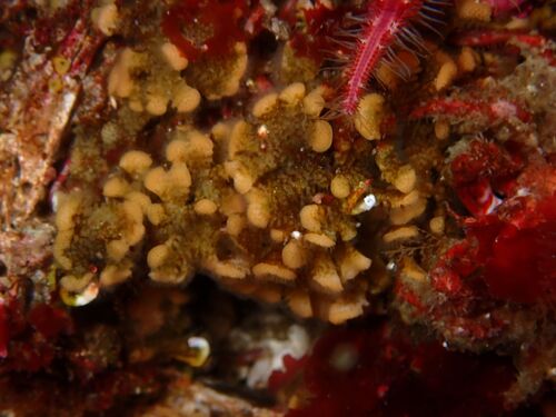 Diaperoecia observed 2026-08-12