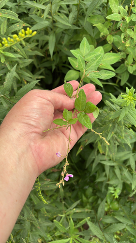 iNaturalist observation photo of panicled ticktrefoil