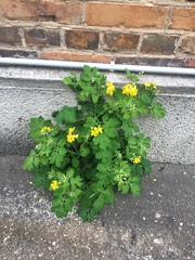 Chelidonium majus