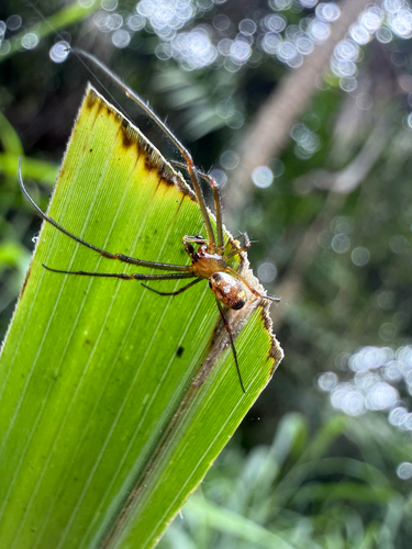 Blackspot Vlei Spider