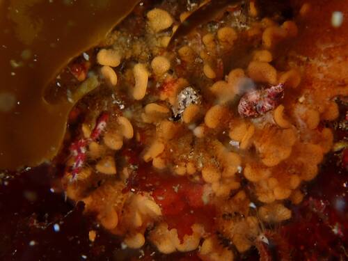 Diaperoecia observed 2026-08-12