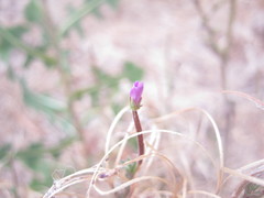 Epilobium billardiereanum