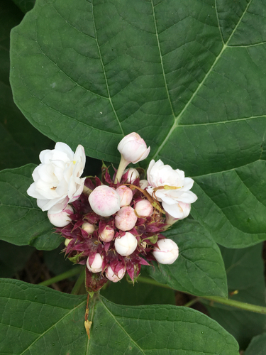 Clerodendrum chinense, photograph 2