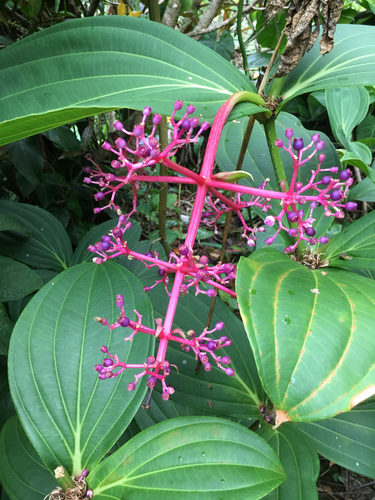 Medinilla cumingii