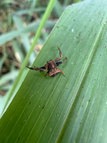 Brown Flower Crab Spider