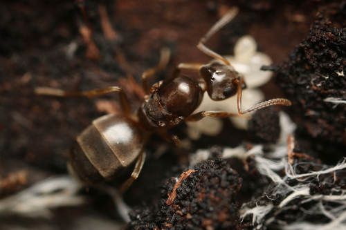 Odorous House Ant